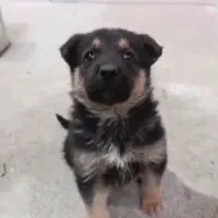 توله ژرمن شپرد