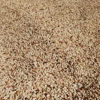 خریدپسته زردو نخودی روابی خریدارم