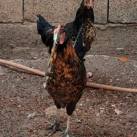 نیمچه خروس محلی زیبا عشایری