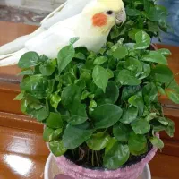 عروس هلندی