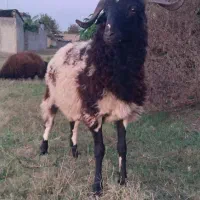 نربزغاله نربره|حیوانات مزرعه|علیآباد کتول, |دیوار