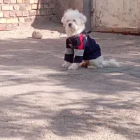 پاپی خونگی