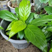 فروش گل های آپارتمانی قیمت مناسب