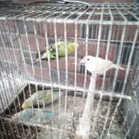 پرنده|پرنده|بومهن, |دیوار