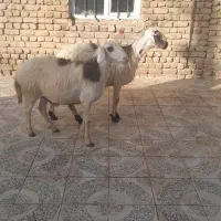 گوسفنده فروشی