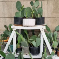 فروش کاکتوس