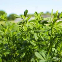 17 تنی یونجه و کاه قاطی|خدمات باغبانی و درختکاری|مریوان, |دیوار