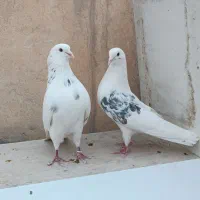 کفتر آنتیک