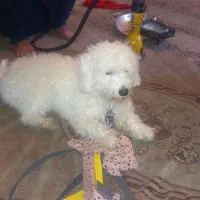 سگ پاه کوتاه پشمالو باموهای بلند عروسک