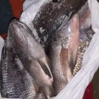 ماهی شانگ صید روز