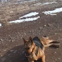 سگ ژرمن ماده۱۱ماهه