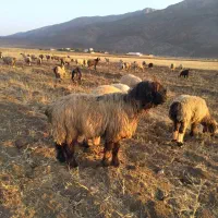 قوچ یک رون|حیوانات مزرعه|رودشت (چهارمحال و بختیاری), |دیوار