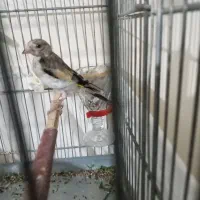 سهره|پرنده|تهران, اتابک|دیوار