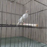 دو تا پرنده خونگی نر بخون سهره دو ماه قفس|پرنده|اسکو, |دیوار