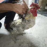 خروس محلی