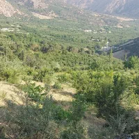 باغ|خدمات باغبانی و درختکاری|سیسخت, |دیوار