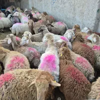 دام ،گوسفند، گوساله،همه چی موجود در کرج زنده