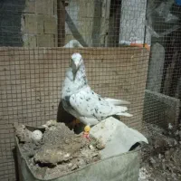 سرور دم سفید|پرنده|مبارکه, |دیوار