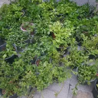 گل یخ،زیبا،دونه ای۴۵