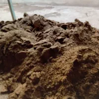 کود گوسفندی