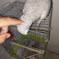 کاسکو نر سخنگو رام رام