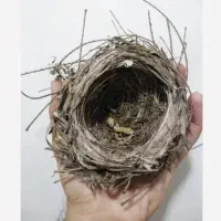 تعدادی قناری دستی