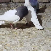 دو عدد طوقی نر|پرنده|کنگاور, |دیوار
