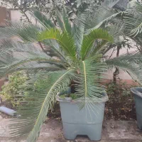 سیکاس 10ساله