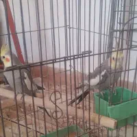 عروس هلندی ۲جفت و یک ماده تک وطوطی برزیلی نر