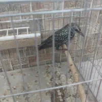 مرغ مینا سار|پرنده|شیراز, کرونی(خاتونک)|دیوار