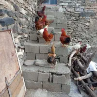 خروس|حیوانات مزرعه|بانه, |دیوار