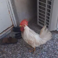 مرغ و خروس