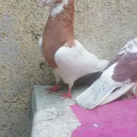 جوجه رنگی|حیوانات مزرعه|مشهد, امیرآباد|دیوار