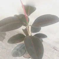 گل فیکوس|گل و گیاه طبیعی|چوار, |دیوار