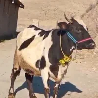 گاو سیمینتال