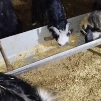 بیگ میش|حیوانات مزرعه|لالی, |دیوار