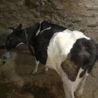 گاو دو رگه آبستن