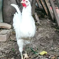 نیمچه خروس گلین|حیوانات مزرعه|رامیان, |دیوار