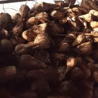 چغندر قند خوراکدام