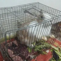 خرگوش خانگی سالم