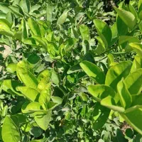 کود ارگانیک سبوسیب احیای خاک، افزایش محصول|خدمات باغبانی و درختکاری|شیراز, سینما سعدی|دیوار