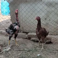 مرغ خروس لاری