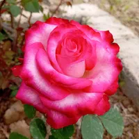 باغبانی و سمپاشی|خدمات باغبانی و درختکاری|فردیس, فردیس|دیوار