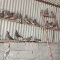 کبوتر زرو تریاکی هوا رو