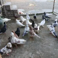 فروش کبوتر یکجا و تکی|پرنده|گمیشان, |دیوار