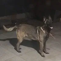 سگ مالینوز توله هشت ماه درجه یک شناسنامه دار