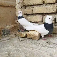 کبوتر
