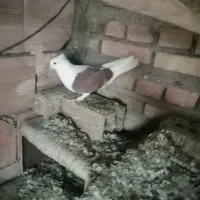 فروشی یک عدد ابلاغ نر