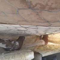 فروش کبوتر کله سرخ وسینه سیاه وپلاکی|پرنده|سمیرم, |دیوار