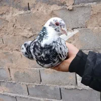 کبوتر|حیوانات|بجنورد, |دیوار